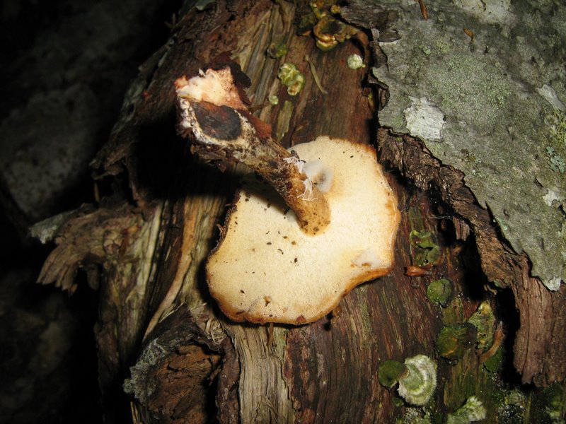 Funghi da Le Piastre